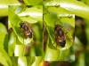 Eristalis similis